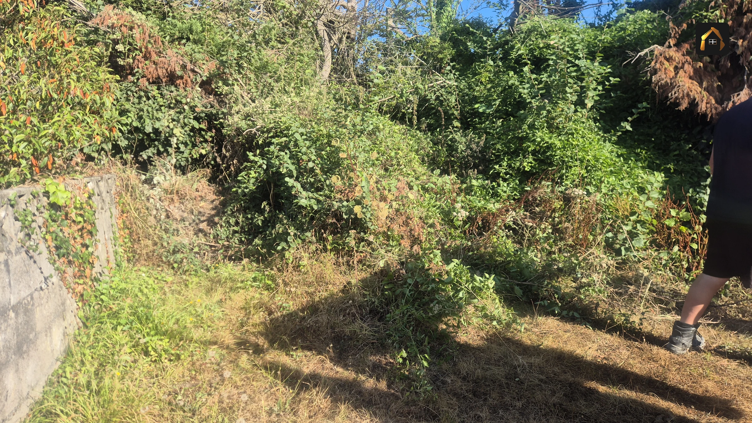 Before work: overgrown bank above a granite wall in Hayle