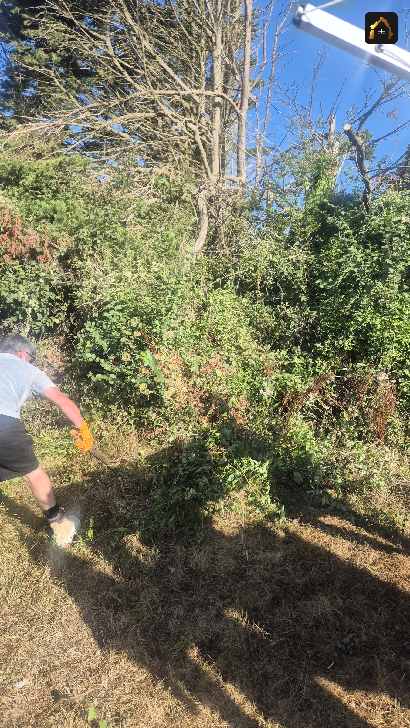 Before work: overgrown bank with storm damaged trees in Hayle